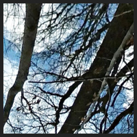 2021-04-01_Buschwindroeschen_Cremlingen_t_1u_1_3.jpg