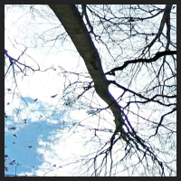 2021-04-01_Buschwindroeschen_Cremlingen_t_1u_2_2.jpg