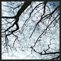 2021-04-01_Buschwindroeschen_Cremlingen_t_1u_2_3.jpg