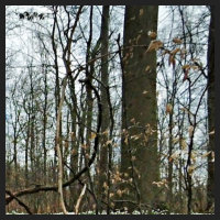 2021-04-01_Buschwindroeschen_Cremlingen_t_2b_1_2.jpg