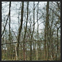 2021-04-01_Buschwindroeschen_Cremlingen_t_2f_1_1.jpg