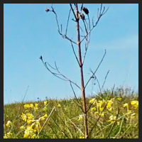 2021-04-28_Schluesselblumen_Liebenburg_t_1b_2_4.jpg