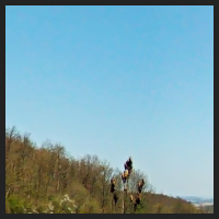 2021-04-28_Schluesselblumen_Liebenburg_t_1f_2_2.jpg