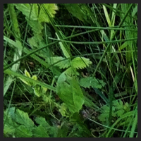 2022-06-15_Knabenkraeuter_Herzogsberge_t_1d_1_1.jpg