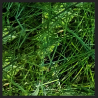 2022-06-15_Knabenkraeuter_Herzogsberge_t_1d_2_4.jpg