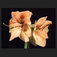 2012-11_Hippeastrum_Exotica.jpg